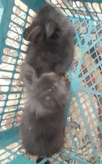 خرگوش