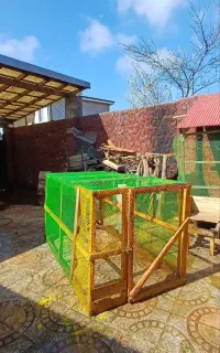 لونه ی مرغ و خروس و جوجه