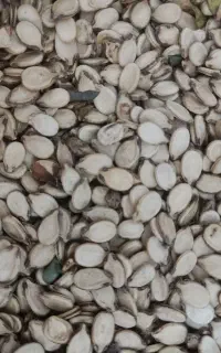 تخمه هندوانه کیلویی 620ت