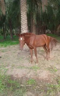 اسب نر نژاد دار ترک