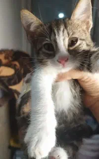 بچه گربه دوماهه دختر