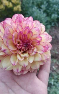 نگهداری از ویلا