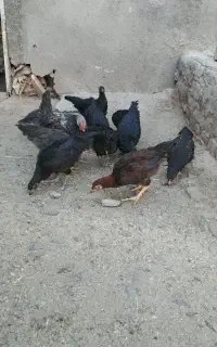 مرغ تخچه