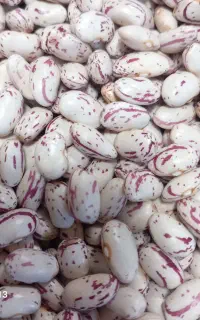 لوبیا چیتی تمیز و درشت