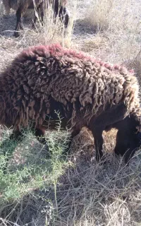 بره نر هترو