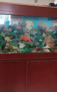 آکواریوم