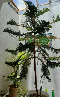 فروش کاج مطبق
