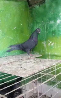 پتی واله زاغ و پتی واله سفید