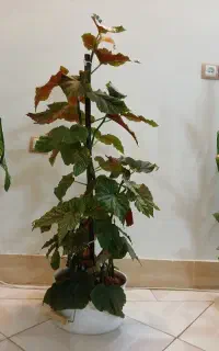 گل بگونیا