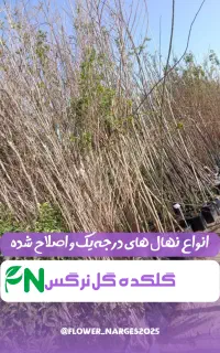 همه نوع نهال گلکده گلنرگس