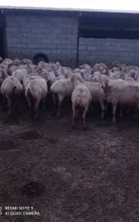 ۵۰راس گوسفند بره دار