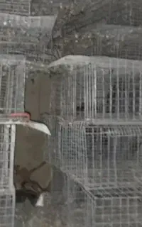 فروش قفس ووسایل پرورش بلدرچین