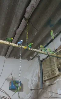 مرغ عشق نر و ماده