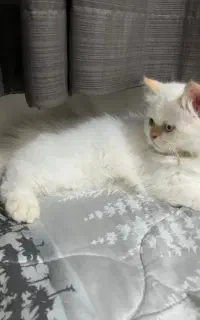 واکذاری گربه پرشین بالغ