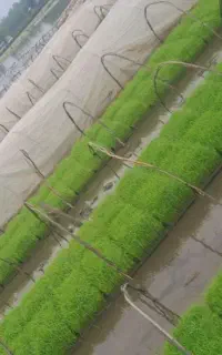 توم هاشمی (باکسی)