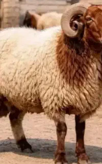 انواع  مختلف زنده بره نرینه خوش پخت