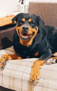 واگذاری سگ رتوایلر