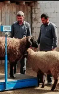 توجه*طرح مصرف خانوار*۳۰٪تخفیف گوسفند زنده بشرط