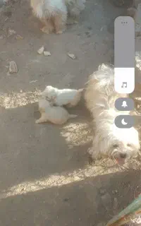 سگ نر و ماده و ۳عدد توله