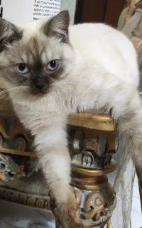 وانیل ترکیب بریتیش و اسکاتیش