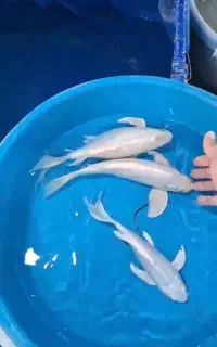 فروش و نگهداری تخصصی ماهی کوی