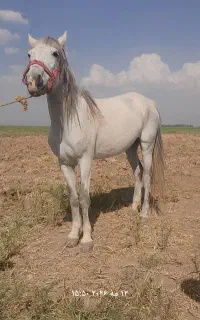 مادیان