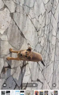 سگ نگهبان