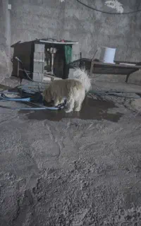 سگ شیتزو ماده