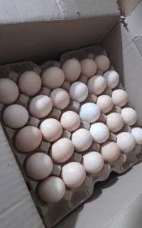 فروش تخم مرغ محلی به صورت عمده و خرد