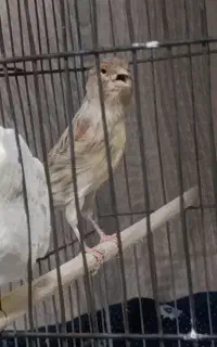 قناری نر