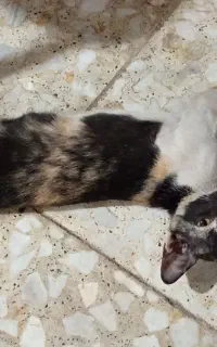 گربه ی گمشده