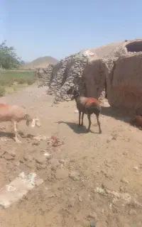 فقد نقدی