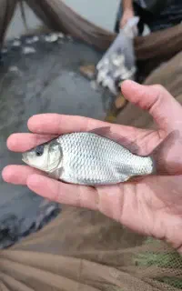 فروش انواع بچه ماهی کپور،آزاد،فیتوفاک