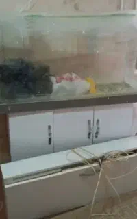 آکواریوم شیشه خم بزرگ