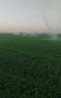 یونجه