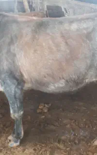 گوساله ماده نزاییده