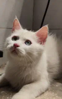 گم شده
