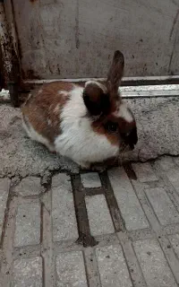 خرگوش دست آموز