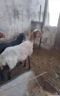 کایی دوقلوزا ابستن شیرکرده فوق العاده شکم اول