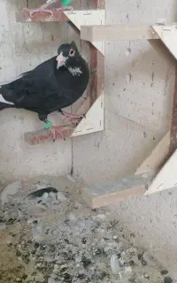 کفتر