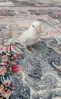 طوطی برزیلی نر نیمه دستی