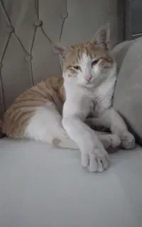 واگذاری گربه نر