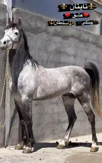 اسب کورد پر خون