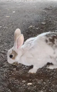 خرگوش