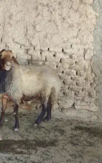 قوچ