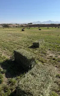 یونجه درجه یک خشک
