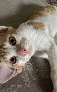 واگذاری بچه گربه