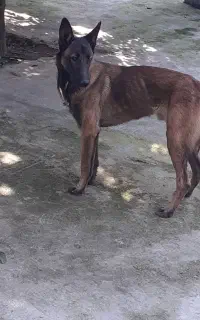 سگ مالینویز ۸ماهه