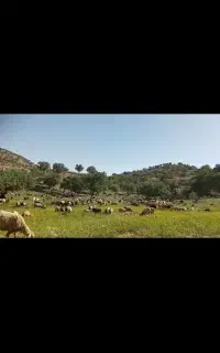 فروش گوسفند