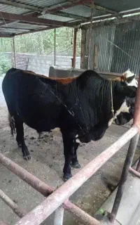 فروش گا‌و